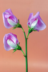 pink sweet pea flowers three blossoms close up