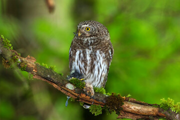 Sperlingskauz (Glaucidium passerinum)