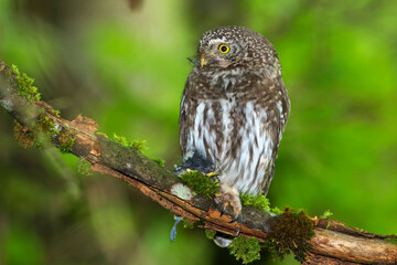 Sperlingskauz (Glaucidium passerinum)