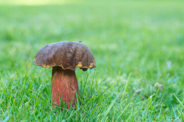 An ash-tree (Boletinellaceae) mushroom sprouts forth in the moist autumnal conditions