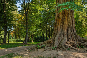 Fototapeta premium A wide trunk of a large tree and green leaves in a city garden on a summer sunny day