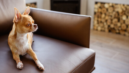 Portrait of Chihuahua dog lying on armchair at home