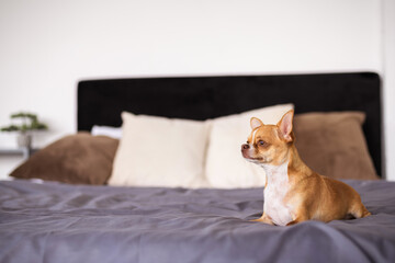 Chihuahua dog lying on blurred bed at home 
