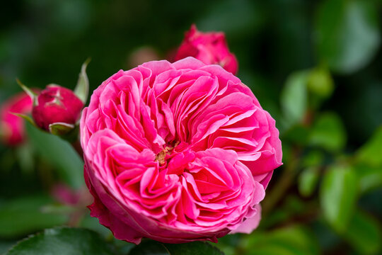 Rosa Rose blüht im Garten