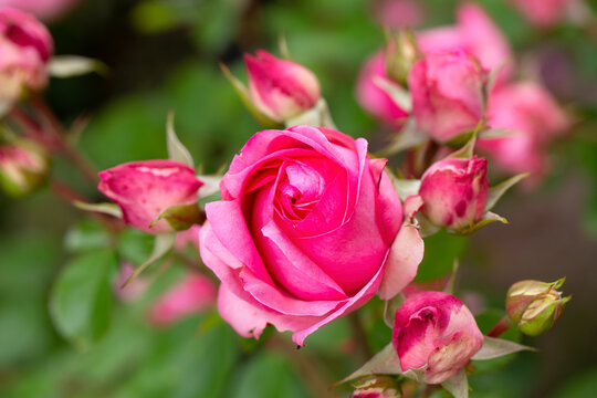 Rosa Rose blüht im Garten