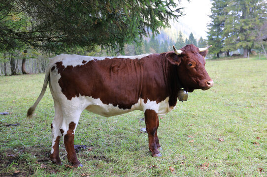 Bayrische Kuh auf der Weide
