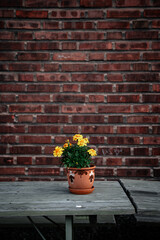Small pot of flowers on a wooden table against a brick wall