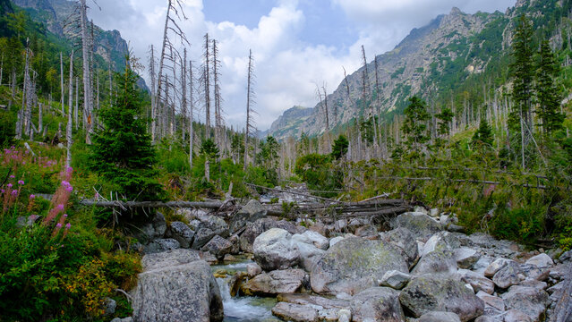 Vysoke Tatry, High Tatras mountain view at Hrebienok, Stary Smokovec, in summer. High Tatras mountain, Slovakia