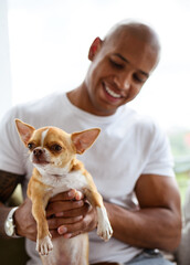 Blurred african american man holding Chihuahua dog at home 