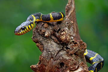 Boiga Dendrophila, Yellow Ring Snake ont he branch