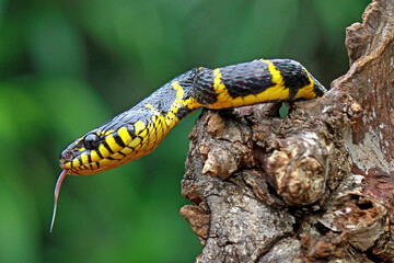 Boiga Dendrophila, Yellow Ring Snake ont he branch