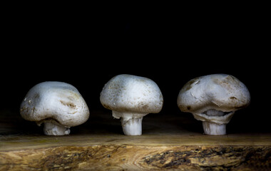 Three button mushrooms (agaricus bisporus) proudly presented on a wooden chopping board