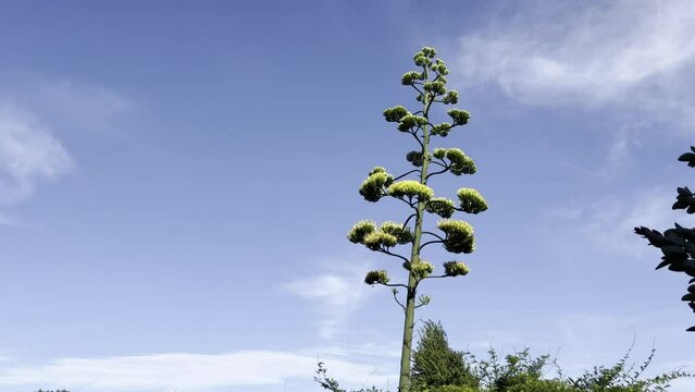 Agave americana