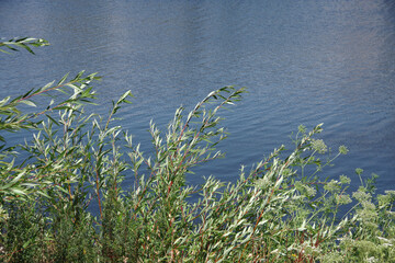 Vegetation at a lake in the California Napa wine country