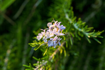 Beautiful Macro violet flowers of rosemary