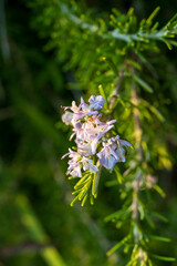 Beautiful Macro violet flowers of rosemary