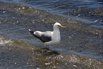 A seagull wading in the shallow water at the beach
