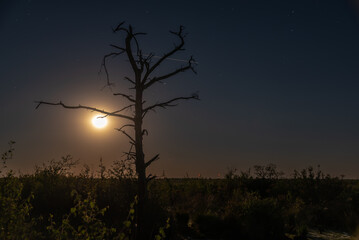 Toter Baum mit Sternschnuppe und Sternen bei Vollmond.