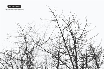 forest and mountain background with branch of tree 