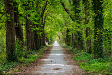 Fototapeta premium Tree lined country road in Brandenburg, Germany