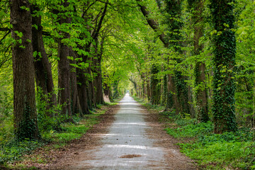Tree lined country road in Brandenburg, Germany