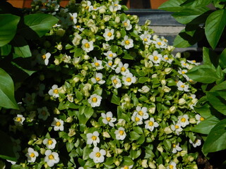 Persian violet, or Exacum affine plant with flowers