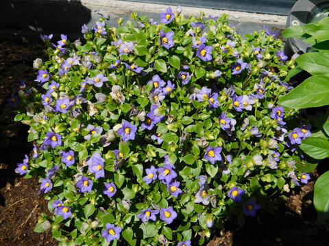 Persian violet, or Exacum affine plant with flowers