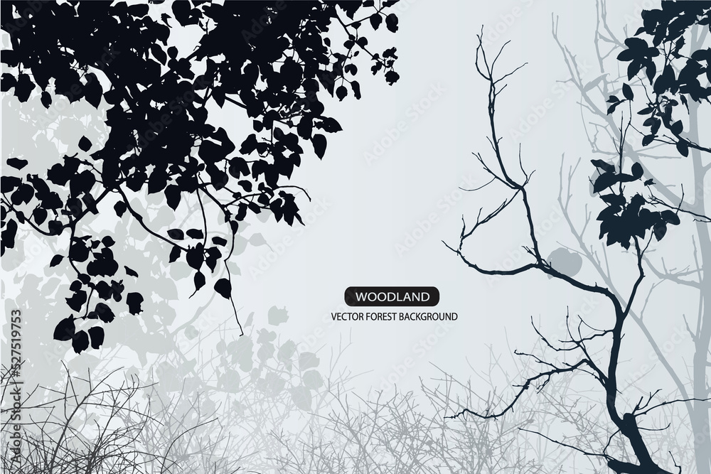 Wall mural forest and mountain background with branch of tree