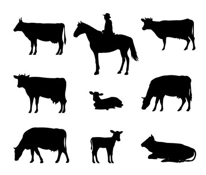 Set of shepherd grazes cows in pasture. Picture silhouette. Farm pets. Animals for milk and dairy products. Isolated on white background. Vector