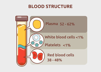 Vector illustration of blood structure