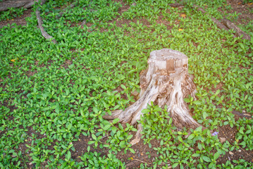 conceptual image green stump in the forest