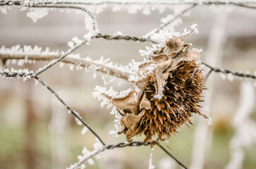 A frozen, dried flower sunflower covered in snow. Dried sunflower frozen and covered with snow in the field at the beginning of December, Novi Sad, December 2016.