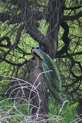 Indian Peacock sitting on tree