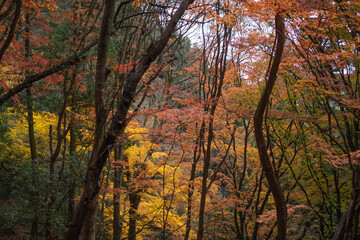 紅葉紅葉の林