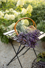 Freshly picked lavender at basket on table in the garden