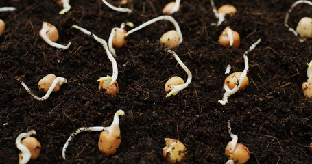 Home garden for planting vegetable at home