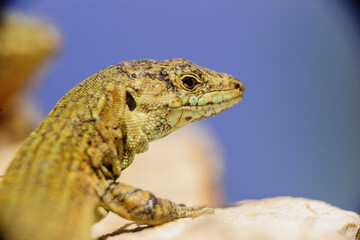 Sargantana, Podarcis lilfordi giglioli. Parque natural de Sa Dragonera. Isla Dragonera. Sierra de Tramuntana. Mallorca. Islas Baleares. Spain.