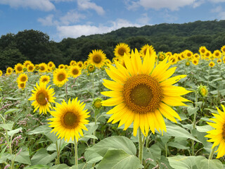 Fototapeta premium ひまわりと青空