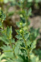 Variegated monkshood