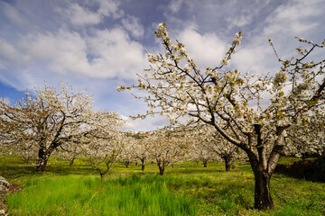 Fototapeta premium cerezos en flor -Prunus cerasus-, laderas de Piornal, valle del Jerte, Cáceres, Extremadura, Spain, europa