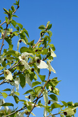 Handkerchief tree