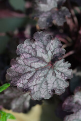 Coral Bells Huckleberry