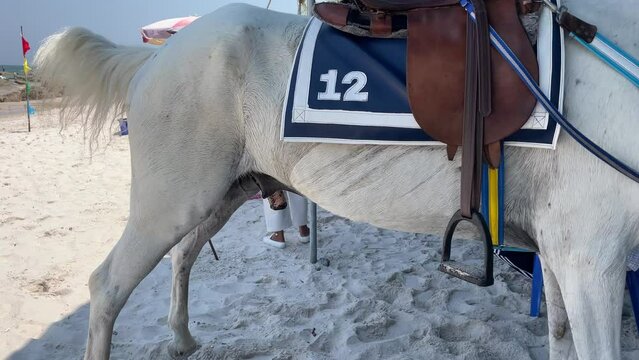 White horse relaxing and pee on sand under shade on windy sunny day. Colorful umbrella and tourist walking on beach in background