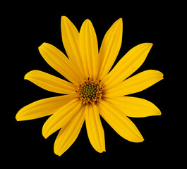 Yellow Jerusalem artichoke flower isolated on black background