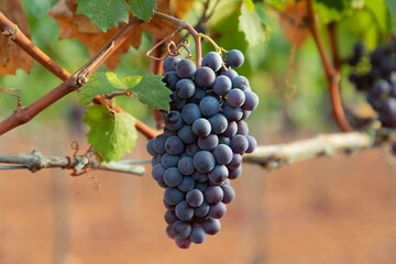 Racimo de uva de la variedad Manto Negro (variedad autóctona de Mallorca para la elaboración de...