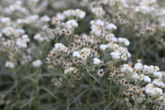 Anaphalis Margaritacea. Western Pearly Everlasting With Many White Flowers.