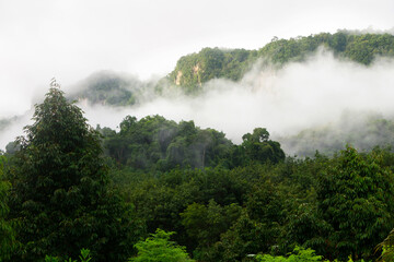 Fototapeta na wymiar Scenic tropical forest landscape with morning fog in mountain valley during monsoon season, tropical country.