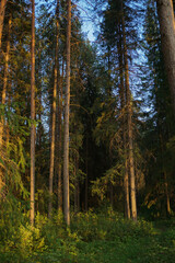 Fototapeta na wymiar forest landscape