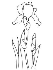 Blooming iris flower with buds and leaves. Vector illustration. Linear hand drawing, sketch of seasonal plant. For design, decoration and printing.