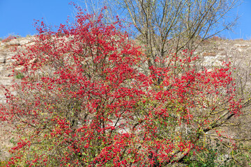 Tree with red berries . Autumn nature background